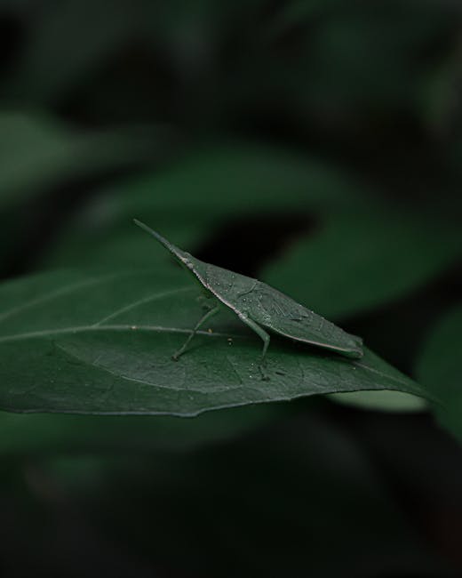 A close-up photograph of a green insect with a long, pointed tail and slender legs, resting on a broad, dark green leaf with visible veins. The insect's body has a matte texture, blending well with th